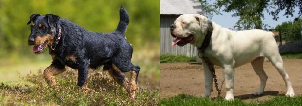 Hermes Bulldogge vs Jagdterrier - Breed Comparison