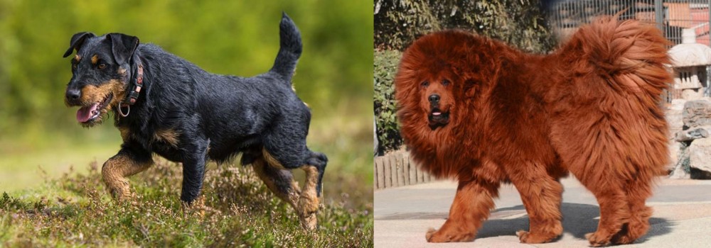 Himalayan Mastiff vs Jagdterrier - Breed Comparison