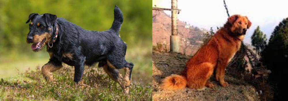 Himalayan Sheepdog vs Jagdterrier - Breed Comparison