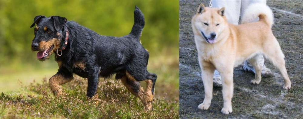 Hokkaido vs Jagdterrier - Breed Comparison