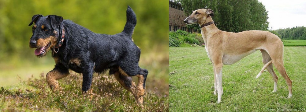 Hortaya Borzaya vs Jagdterrier - Breed Comparison