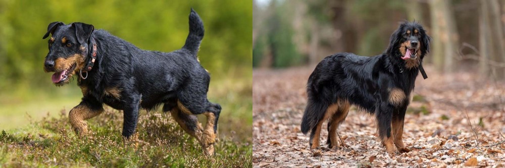 Hovawart vs Jagdterrier - Breed Comparison