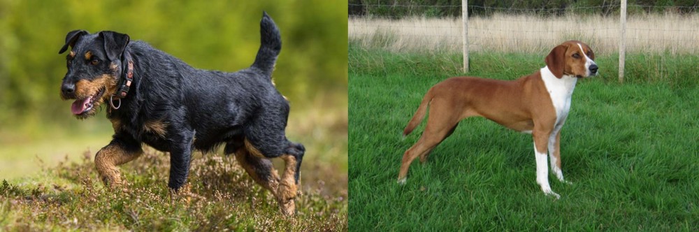 Hygenhund vs Jagdterrier - Breed Comparison