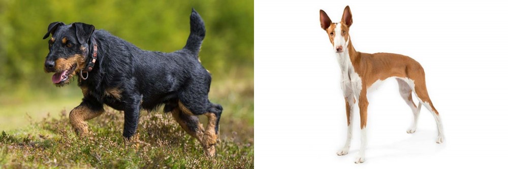 Ibizan Hound vs Jagdterrier - Breed Comparison