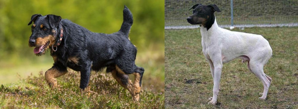 Japanese Terrier vs Jagdterrier - Breed Comparison