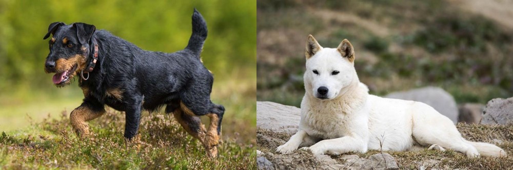 Jindo vs Jagdterrier - Breed Comparison