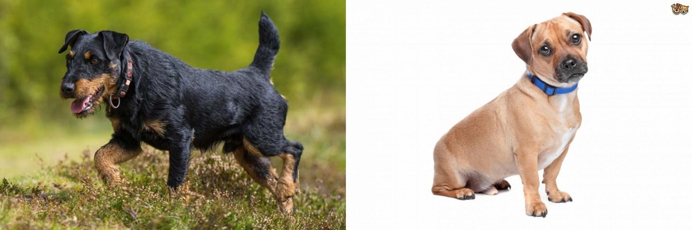 Jug vs Jagdterrier - Breed Comparison