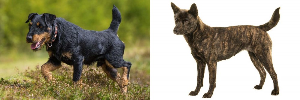 Kai Ken vs Jagdterrier - Breed Comparison