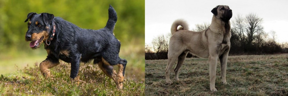 Kangal Dog vs Jagdterrier - Breed Comparison