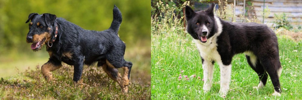 Karelian Bear Dog vs Jagdterrier - Breed Comparison