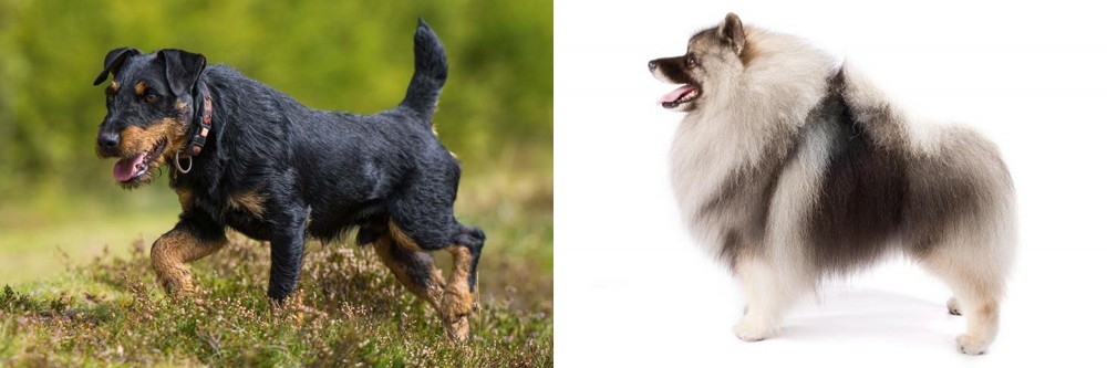 Keeshond vs Jagdterrier - Breed Comparison