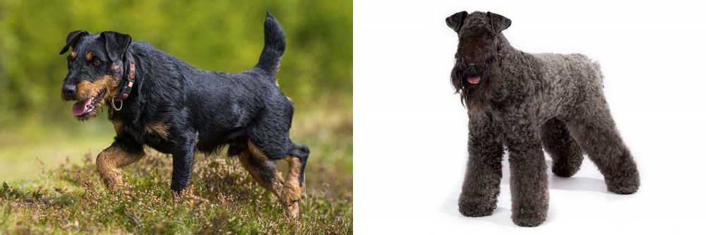 Kerry Blue Terrier vs Jagdterrier - Breed Comparison