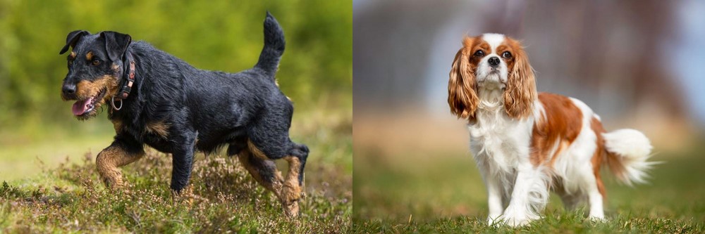 King Charles Spaniel vs Jagdterrier - Breed Comparison