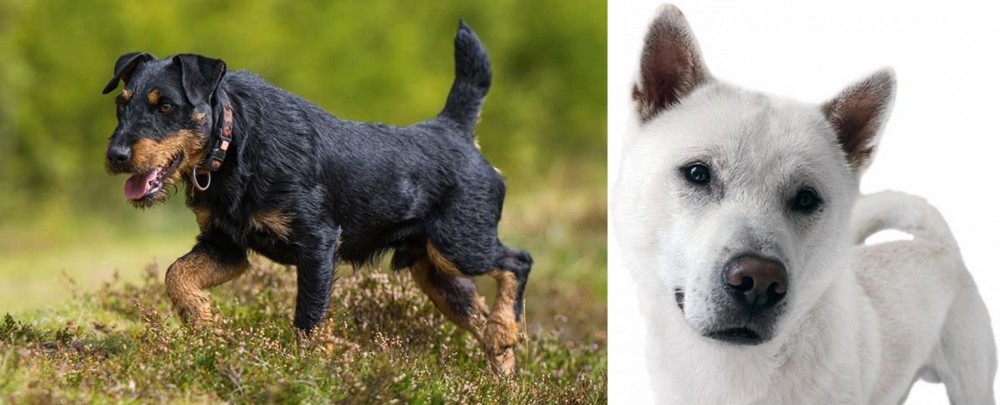 Kishu vs Jagdterrier - Breed Comparison