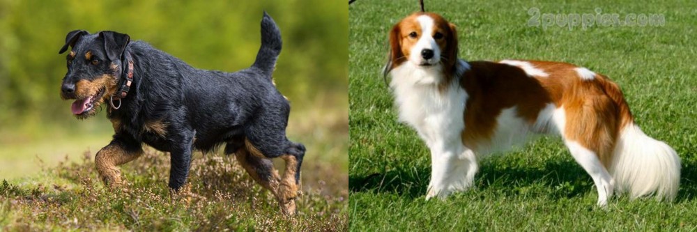 Kooikerhondje vs Jagdterrier - Breed Comparison