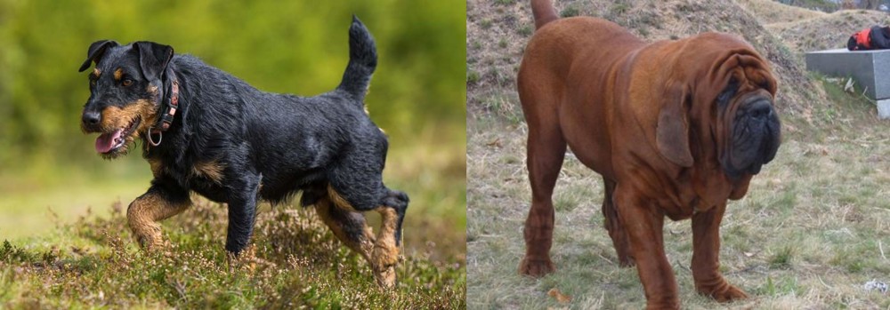 Korean Mastiff vs Jagdterrier - Breed Comparison