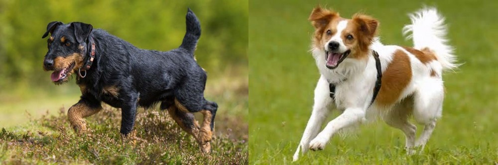 Kromfohrlander vs Jagdterrier - Breed Comparison