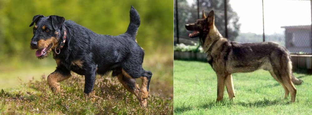 Kunming Dog vs Jagdterrier - Breed Comparison
