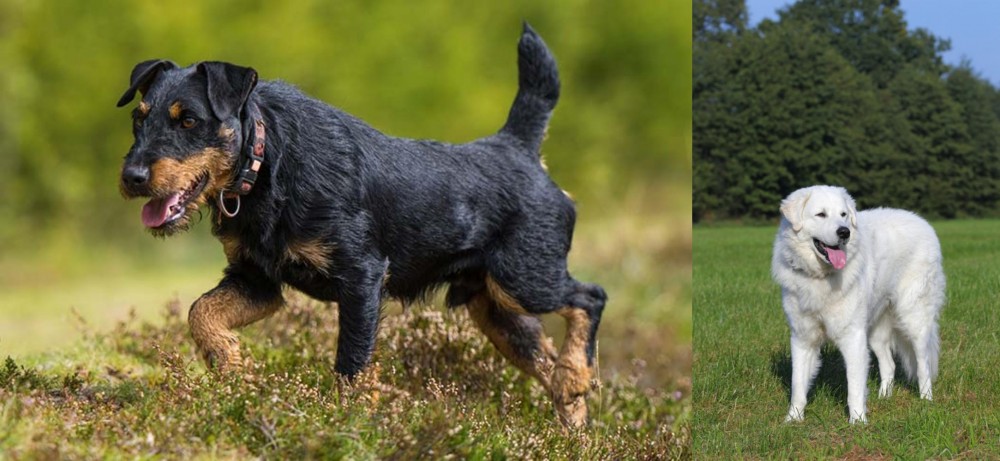 Kuvasz vs Jagdterrier - Breed Comparison