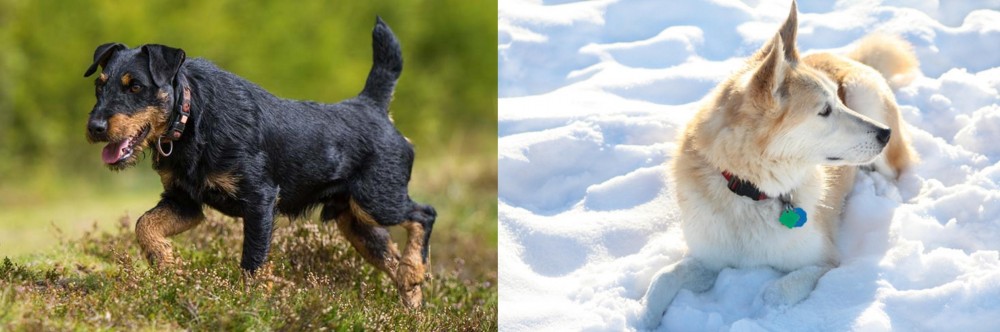 Labrador Husky vs Jagdterrier - Breed Comparison