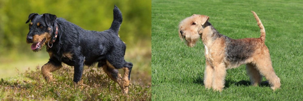 Lakeland Terrier vs Jagdterrier - Breed Comparison