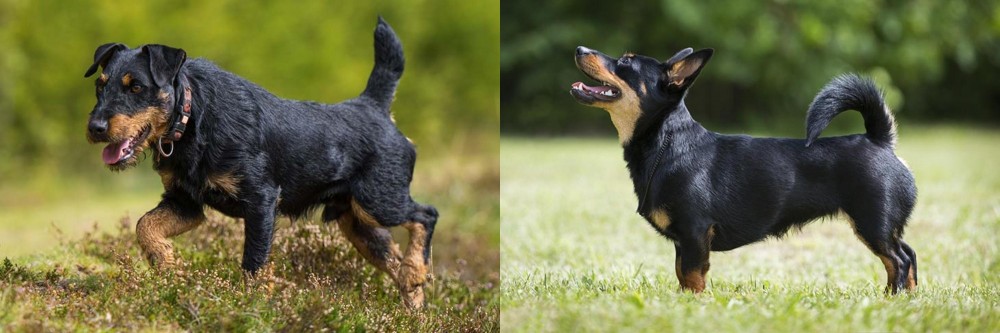 Lancashire Heeler vs Jagdterrier - Breed Comparison