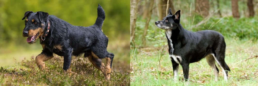 Lapponian Herder vs Jagdterrier - Breed Comparison