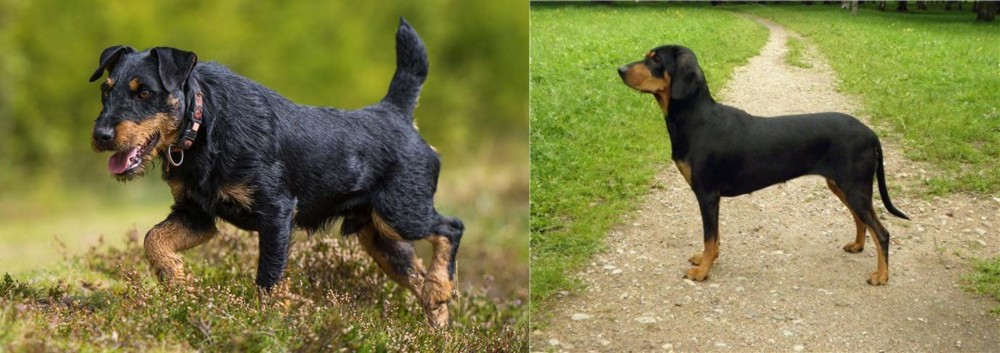 Latvian Hound vs Jagdterrier - Breed Comparison