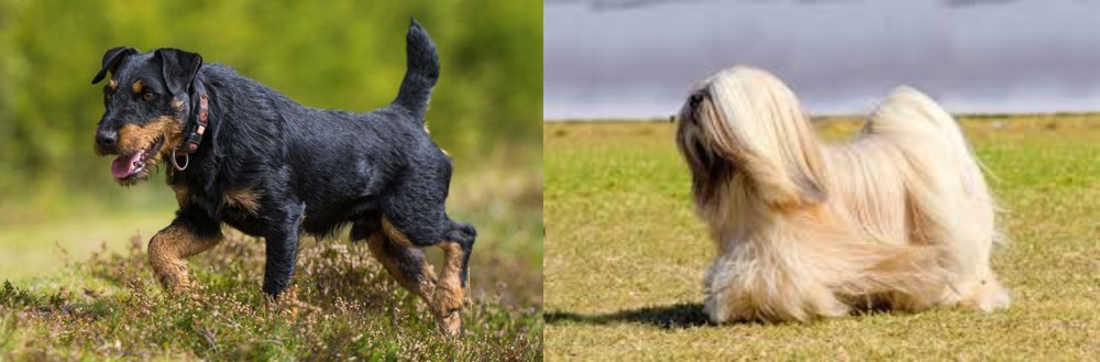 Lhasa Apso vs Jagdterrier - Breed Comparison