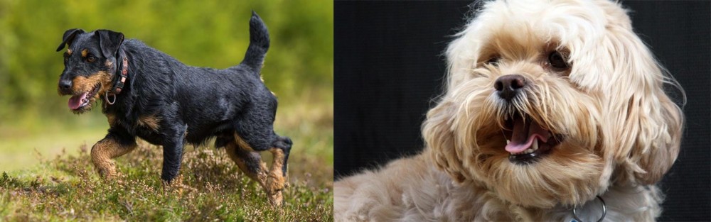 Lhasapoo vs Jagdterrier - Breed Comparison