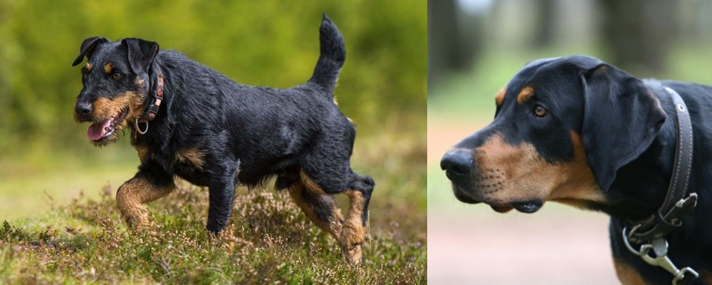 Lithuanian Hound vs Jagdterrier - Breed Comparison