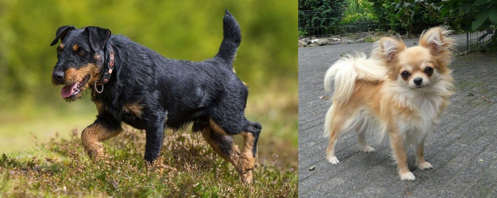 Long Haired Chihuahua vs Jagdterrier - Breed Comparison