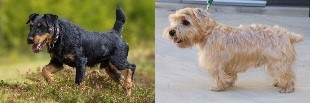 Lucas Terrier vs Jagdterrier - Breed Comparison