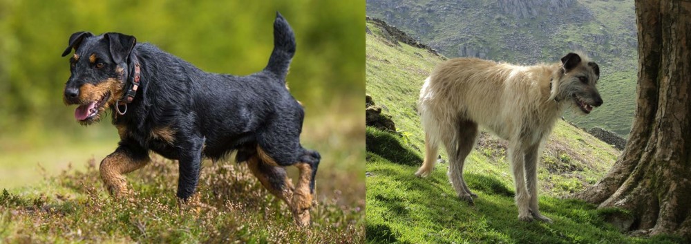 Lurcher vs Jagdterrier - Breed Comparison