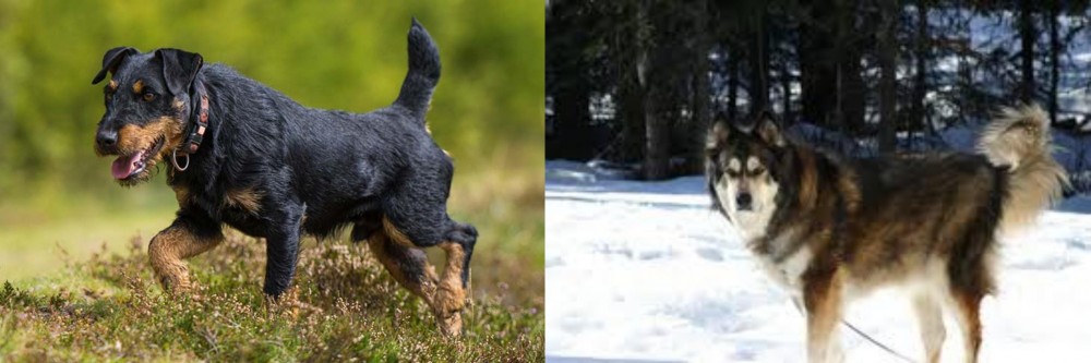 Mackenzie River Husky vs Jagdterrier - Breed Comparison