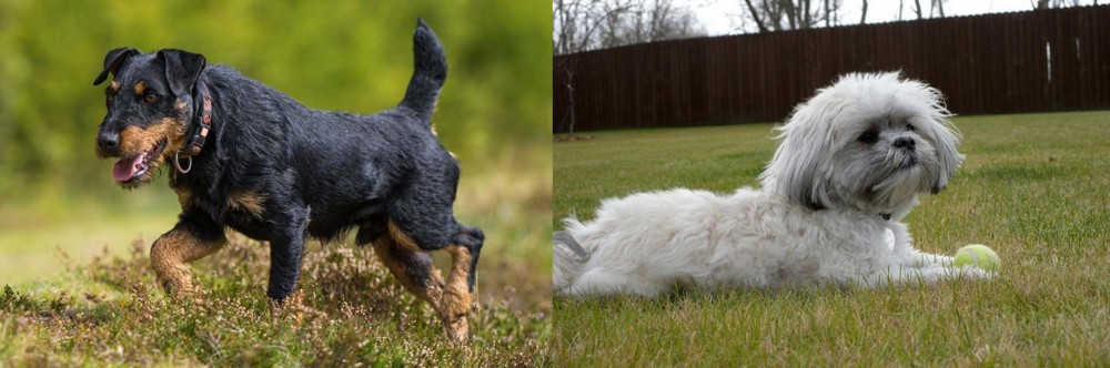 Mal-Shi vs Jagdterrier - Breed Comparison