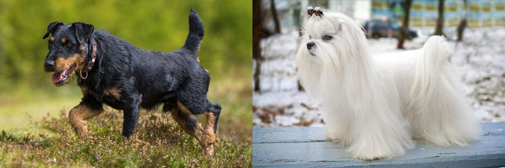 Maltese vs Jagdterrier - Breed Comparison