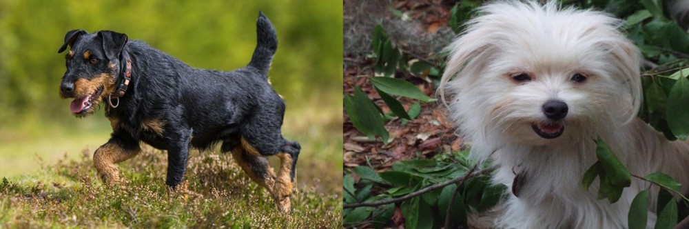 Malti-Pom vs Jagdterrier - Breed Comparison