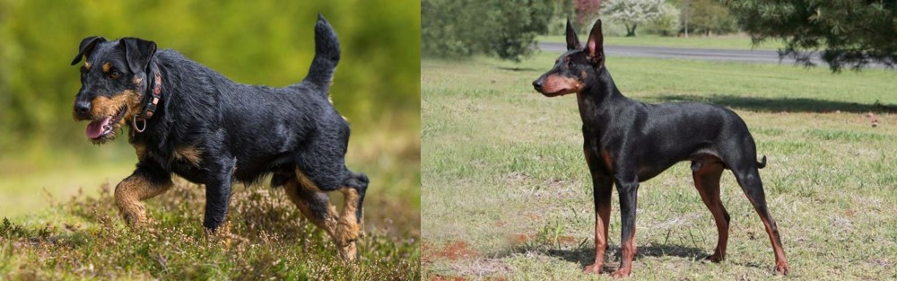 Manchester Terrier vs Jagdterrier - Breed Comparison