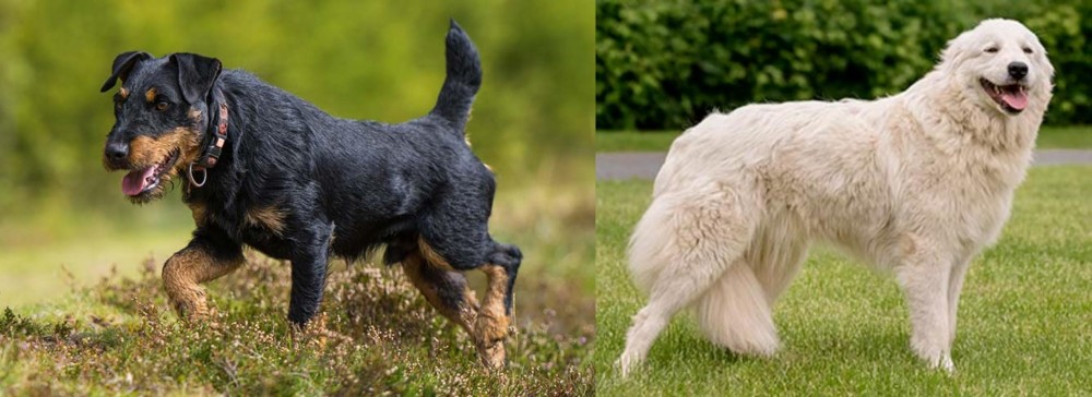 Maremma Sheepdog vs Jagdterrier - Breed Comparison