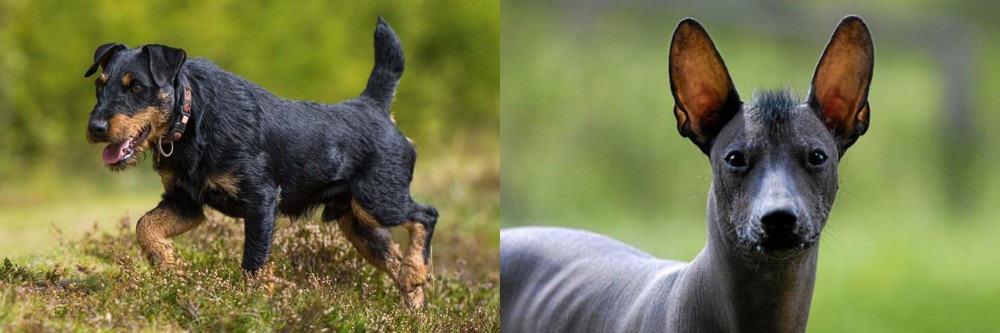 Mexican Hairless vs Jagdterrier - Breed Comparison