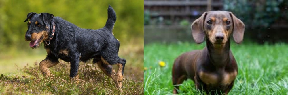 Miniature Dachshund vs Jagdterrier - Breed Comparison