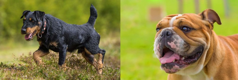 Miniature English Bulldog vs Jagdterrier - Breed Comparison