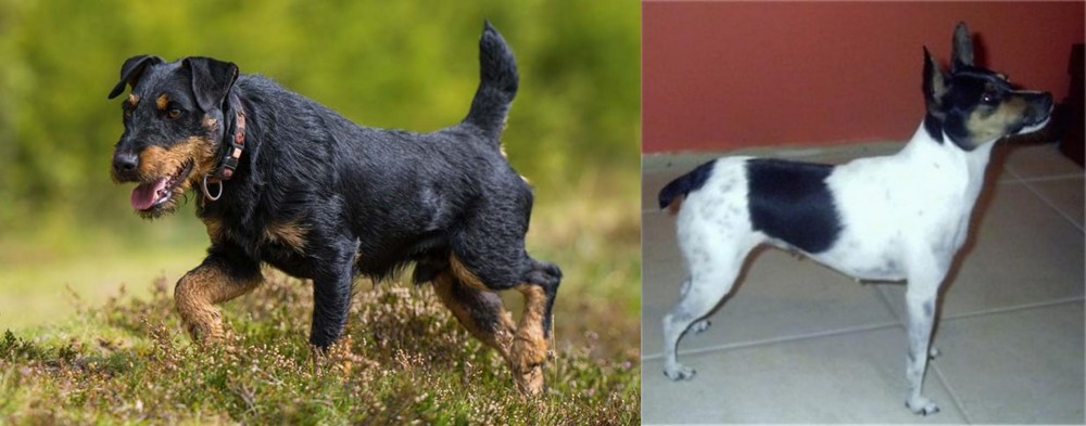 Miniature Fox Terrier vs Jagdterrier - Breed Comparison