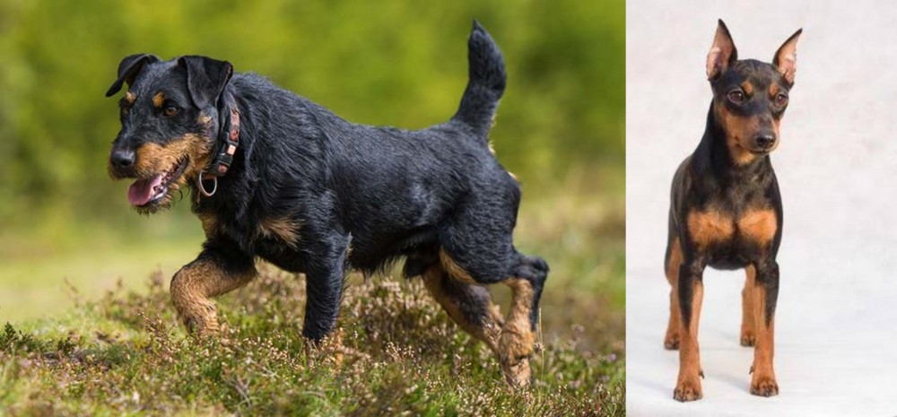 Miniature Pinscher vs Jagdterrier - Breed Comparison