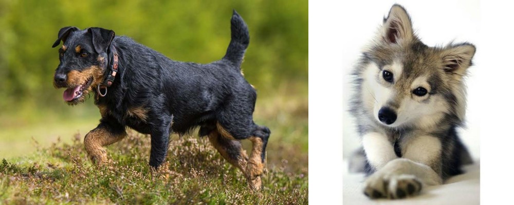 Miniature Siberian Husky vs Jagdterrier - Breed Comparison