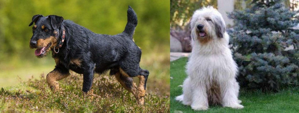Mioritic Sheepdog vs Jagdterrier - Breed Comparison