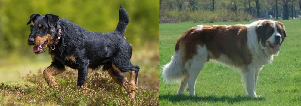 Moscow Watchdog vs Jagdterrier - Breed Comparison