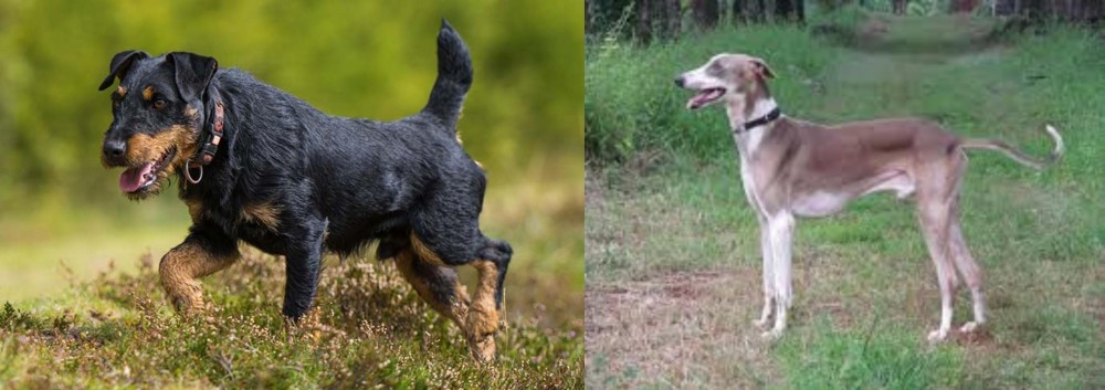 Mudhol Hound vs Jagdterrier - Breed Comparison