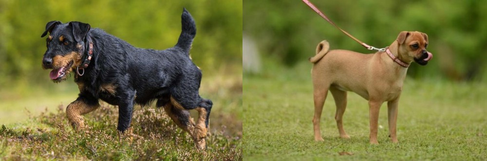 Muggin vs Jagdterrier - Breed Comparison